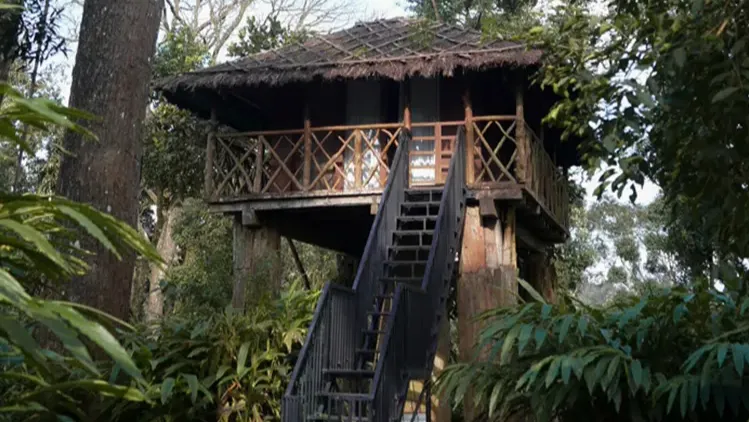 Tree House