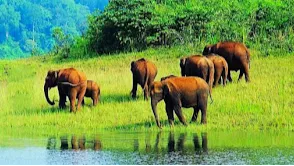 ⁦Periyar National Park