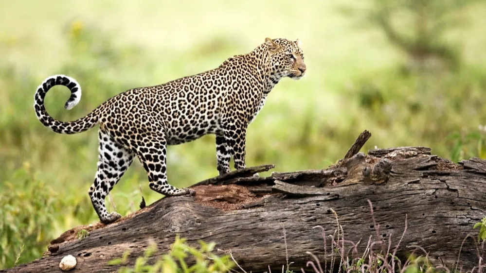 Dandeli Wildlife Sanctuary