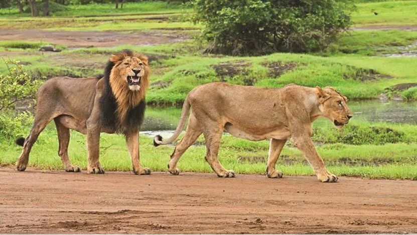 Gir National Park