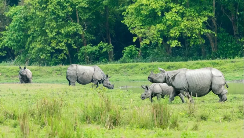 Kaziranga National Park