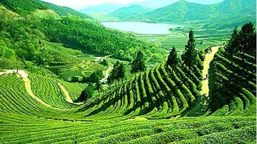 Happy Valley Tea Estate