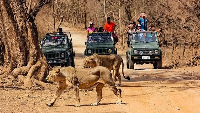Gir National Park