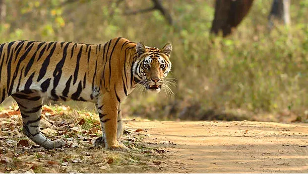 Kanha Tiger Reserve