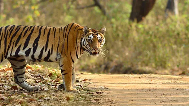 Kanha Tiger Reserve