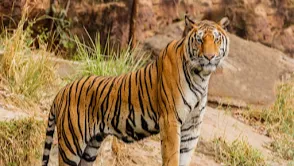 Jim Corbett National Park