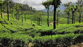 Tea Estate Garden