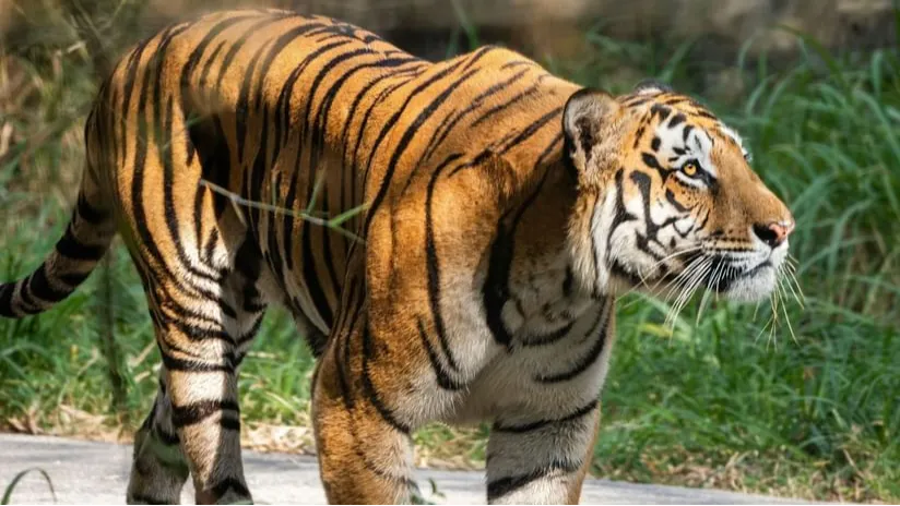  Sepahijala Wildlife Sanctuary 