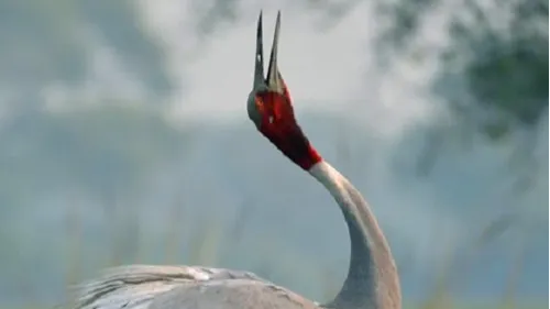 Keoladeo National Park