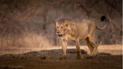 Gir National Park