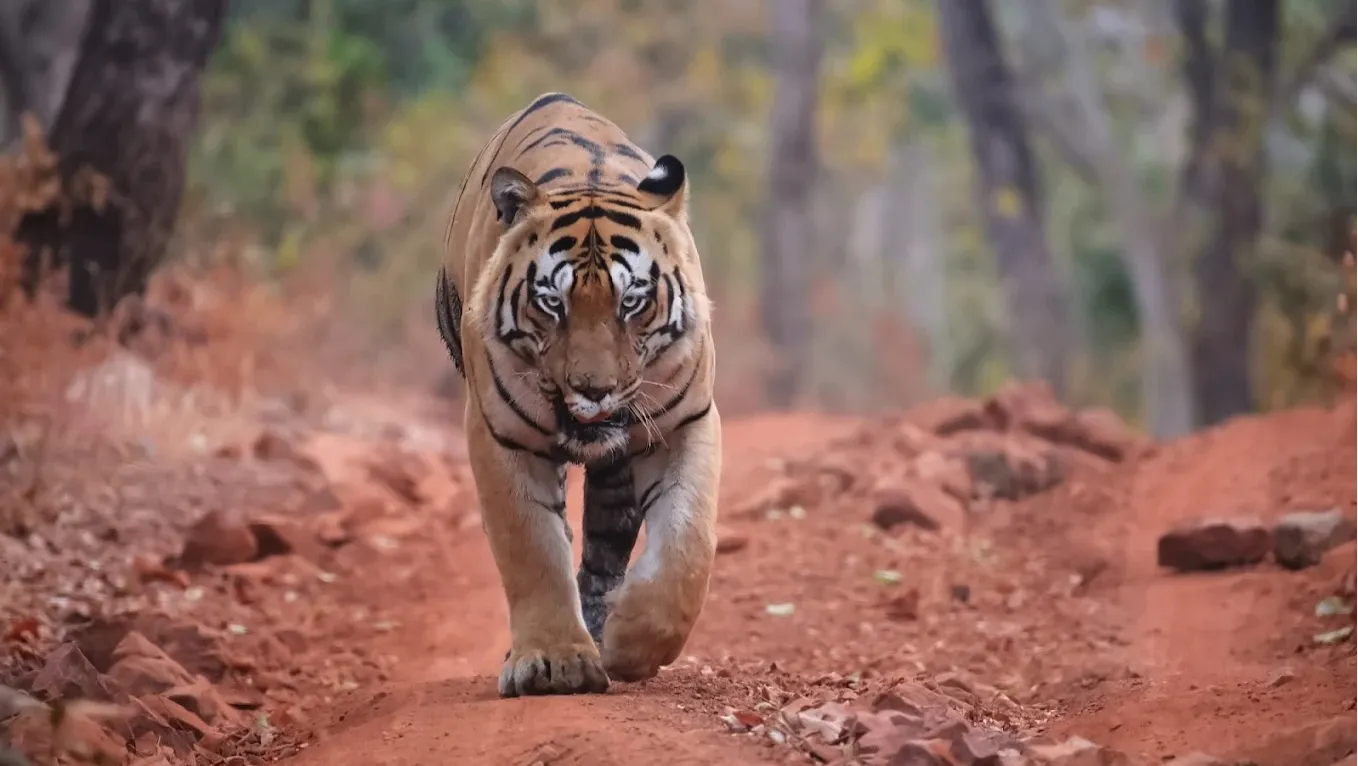 Tadoba-Andhari Tiger Reserve