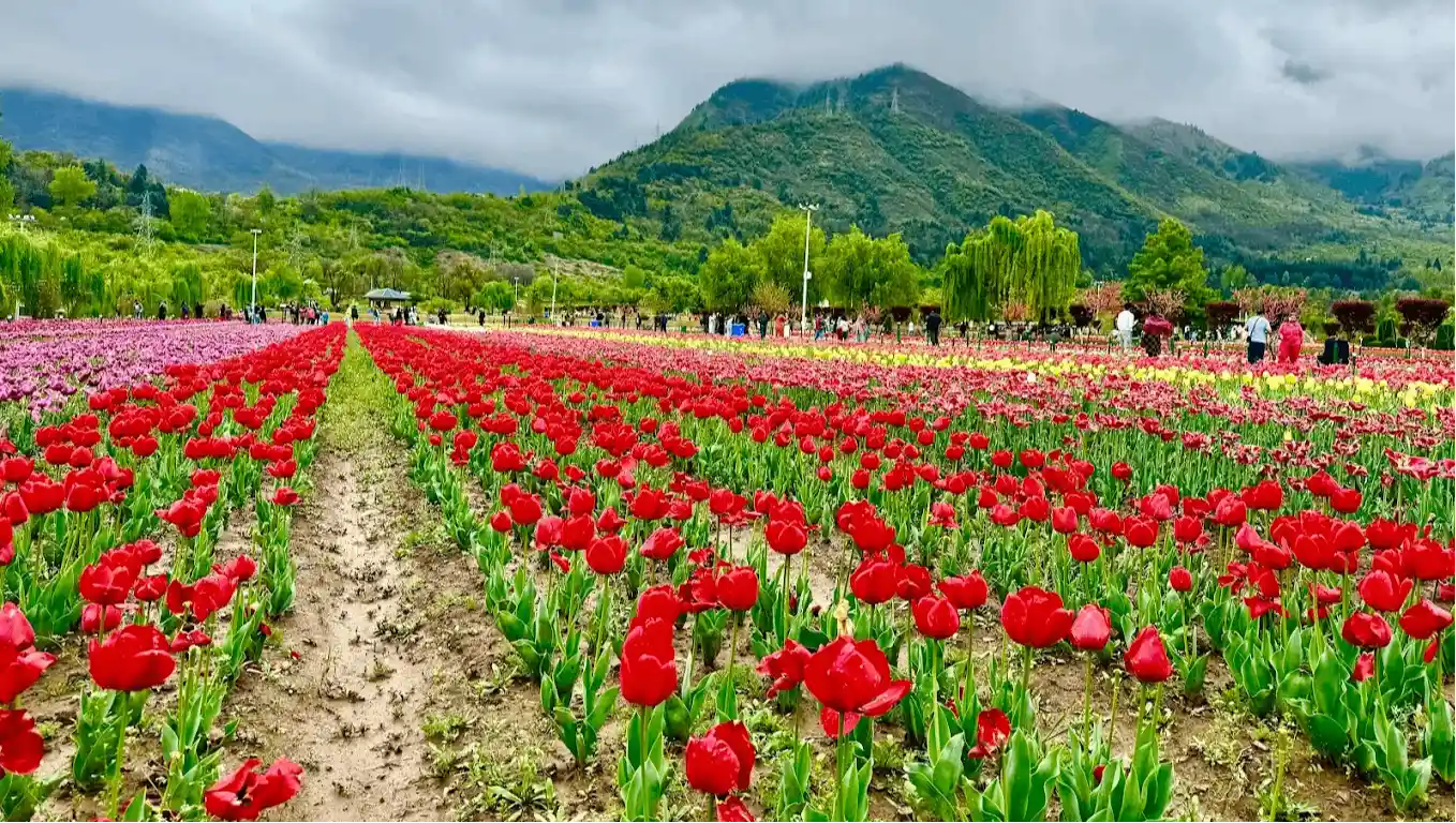 Tulip Garden Srinagar