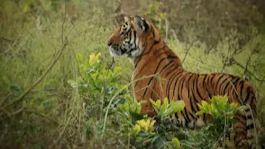 Jim Corbett National Park