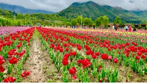 Tulip Garden Srinagar