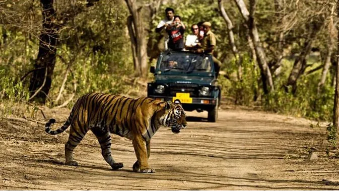 Rajaji National Park Safari