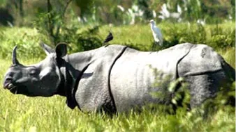 Kaziranga - National Park