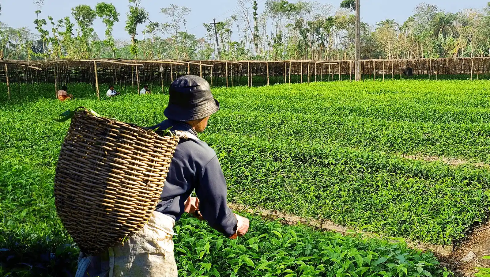 TEA GARDEN