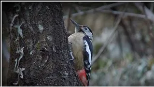 Bird Watching & Photography