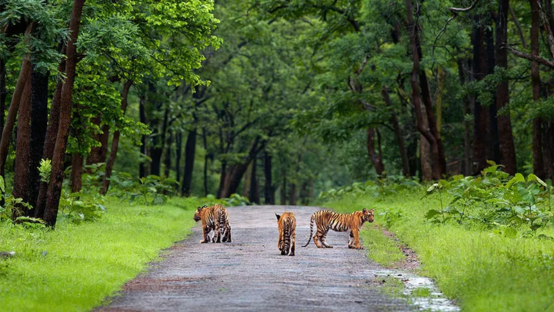  Jim Corbett National Park