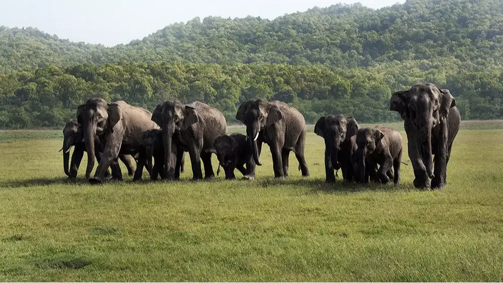 Corbett National Park