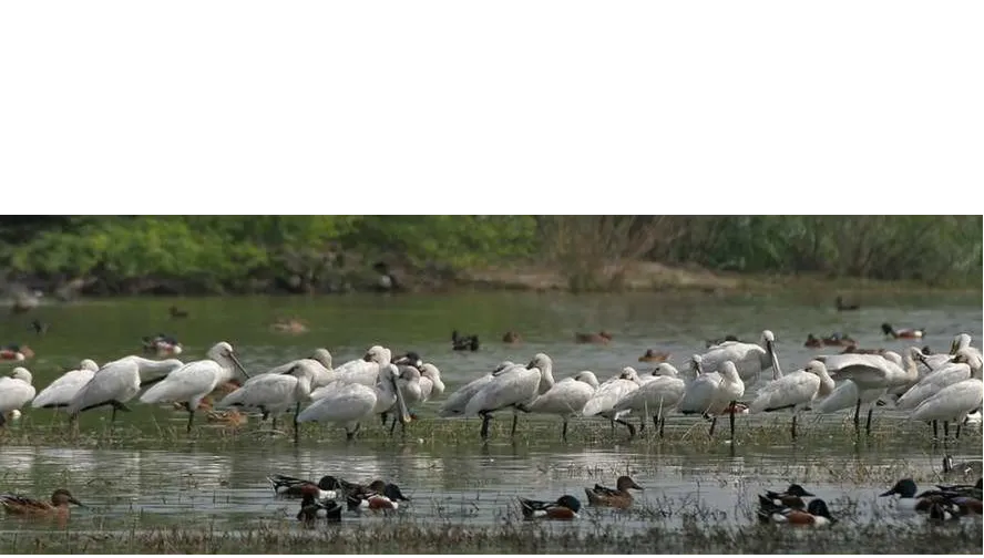 Sultanpur Bird Sanctuary