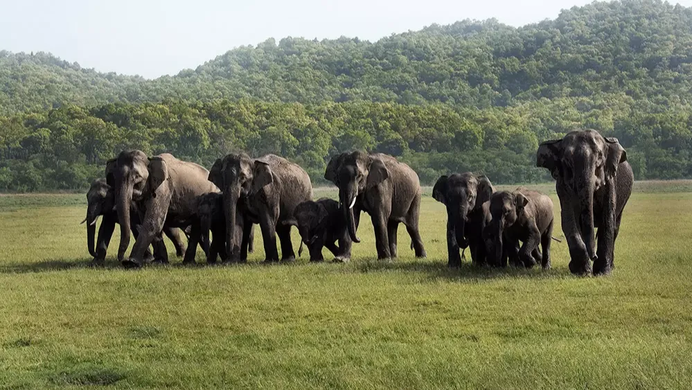 Jim Corbett National Park 
