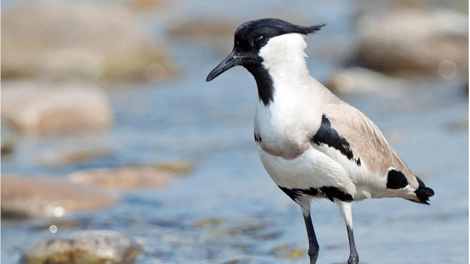 Birdwatching at Dhikala Zone