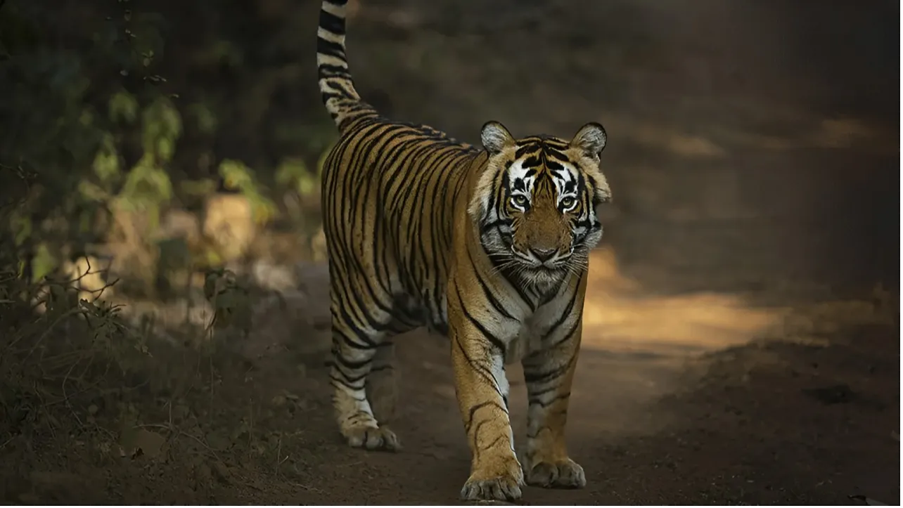 Sariska Tiger Reserve