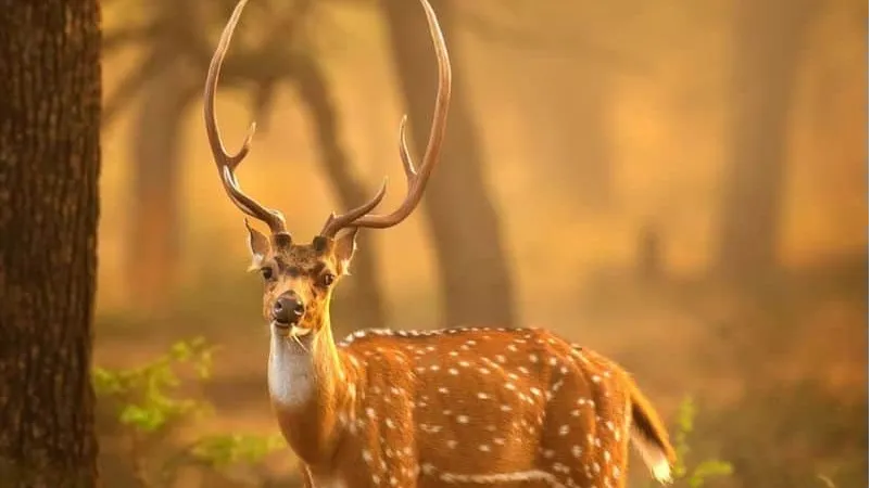 Ranthambore National Park