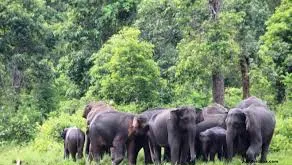 Dehing Patkai Wildlife Sanctuary