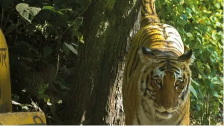 Rishikesh: Jungle Safari Tour in Rajaji Tiger Reserve
