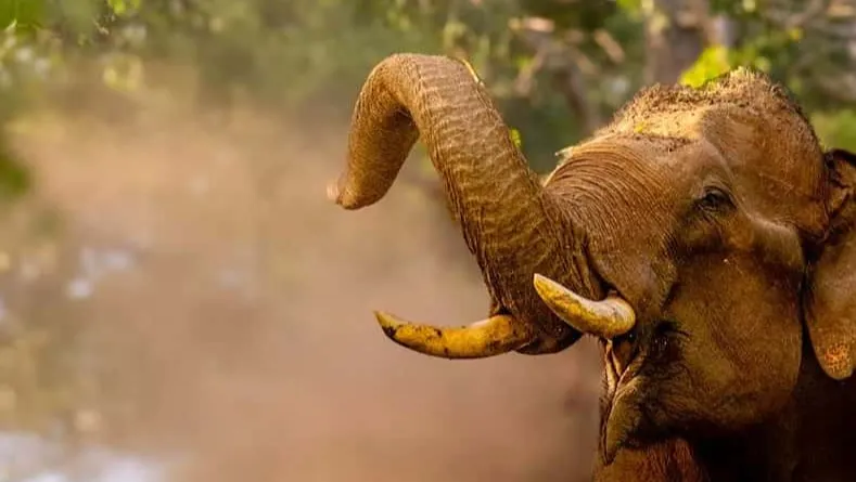 Wildlife Private Day Tour- Mysore to Bandipur National Park