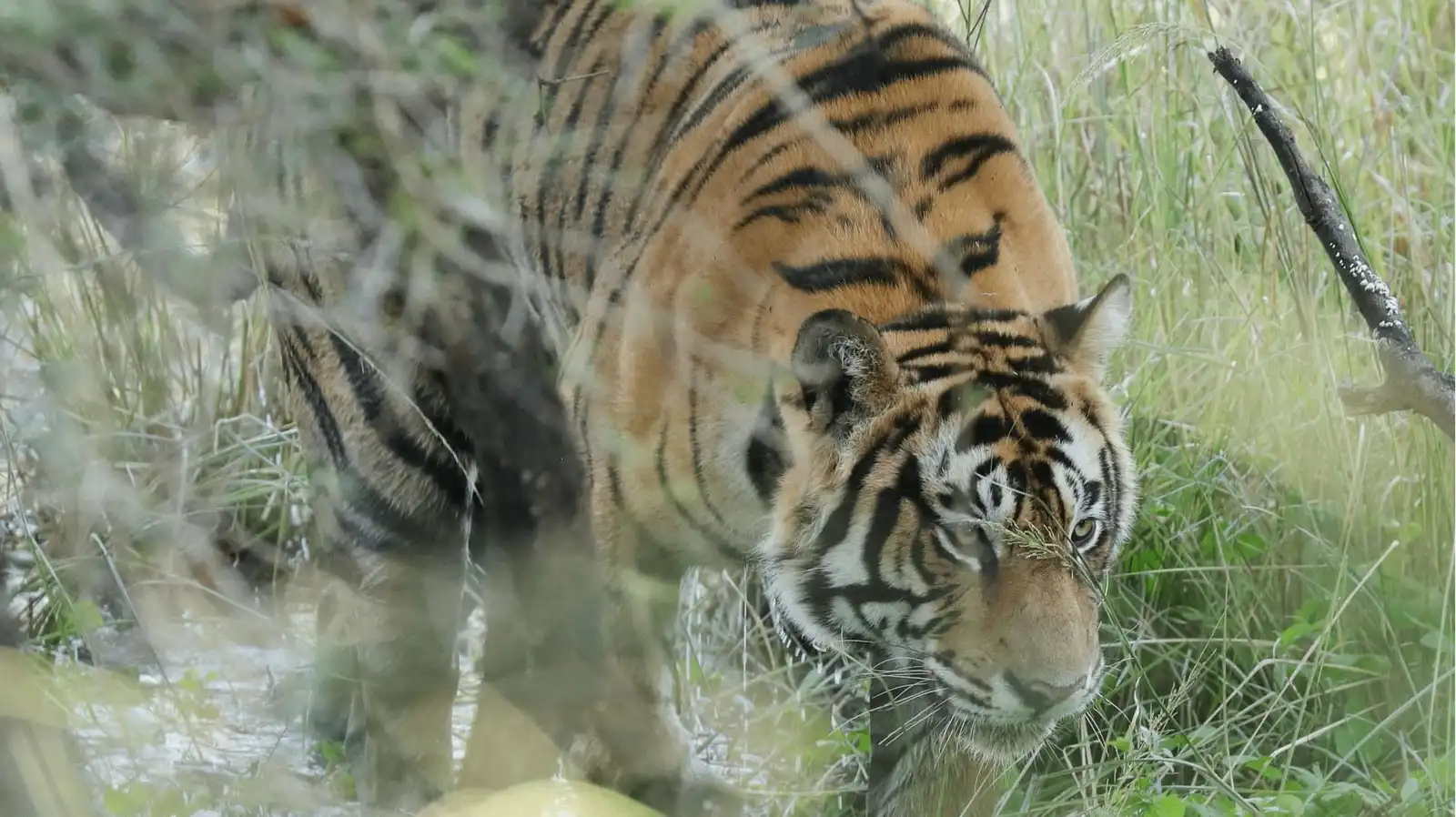 Delhi: Sariska Tiger Reserve Safari Day  
