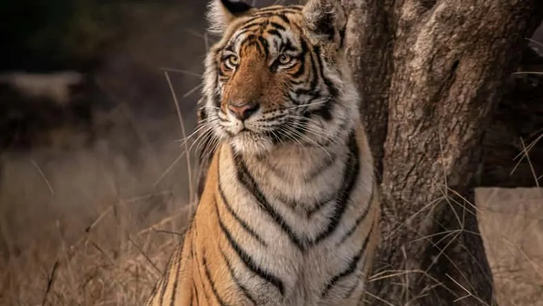 Private Lion Safari in the Gir National Park in Gujarat