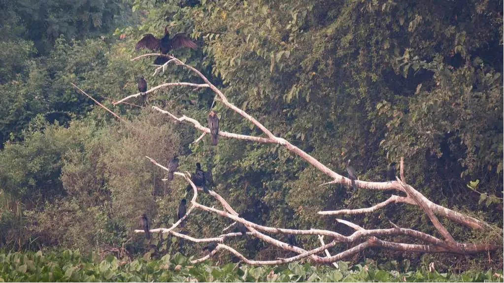 Okhla Bird Sanctuary