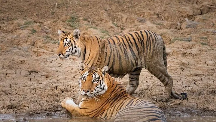 Panna National Park and Tiger Reserve Jeep Safari from Khajuraho