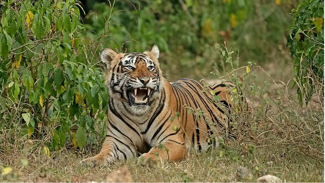 Sariska Tiger Reserve