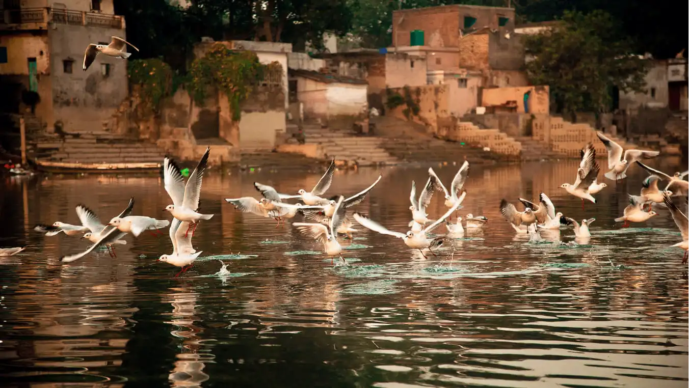 Sultanpur Bird Sanctuary