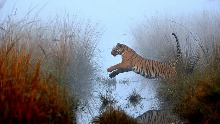 Wildlife Art Gallery