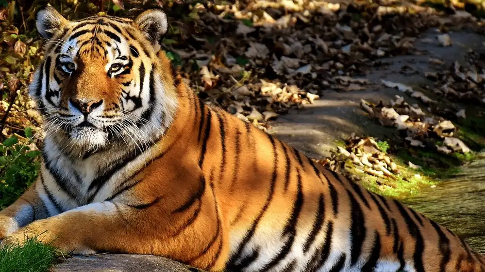 Corbett National Park Tourism