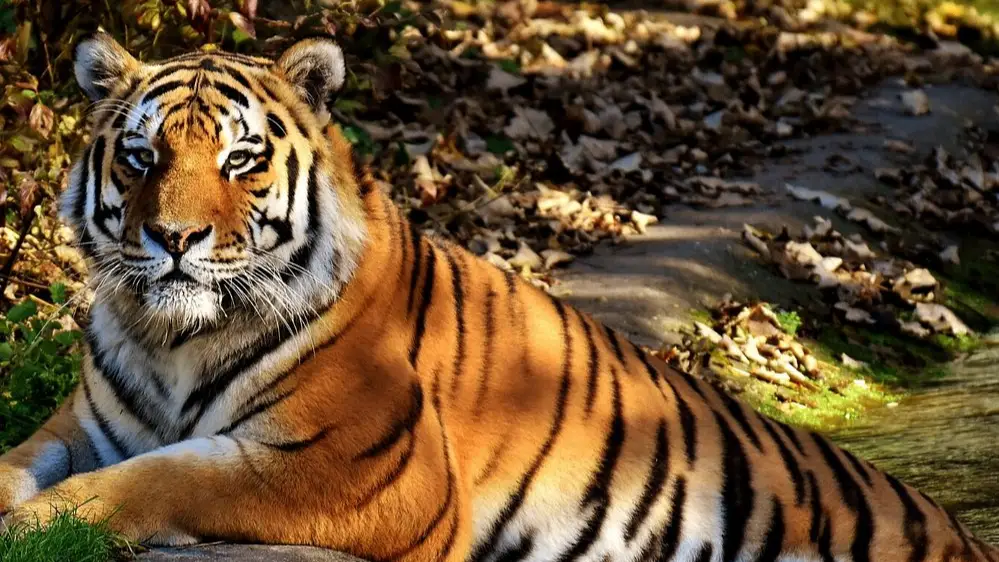 Chattbir Zoo