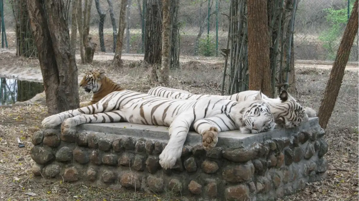 Bannerghatta National Park