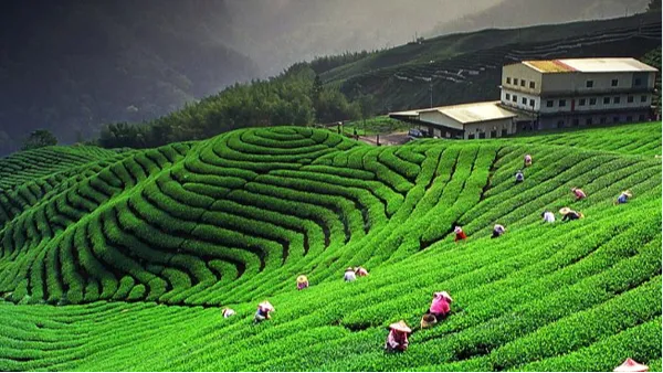 Tea Gardens