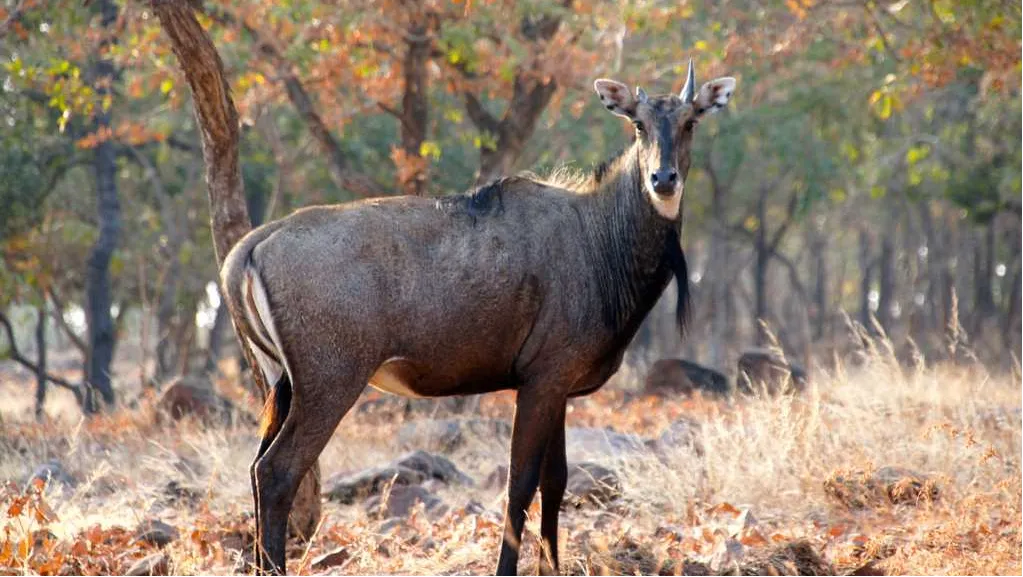 Corbett Jungle Safari  