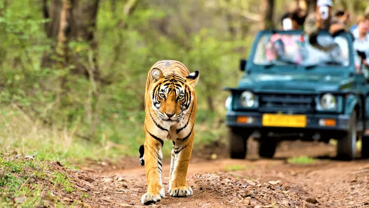 Kumbhalgarh Wildlife Sanctuary