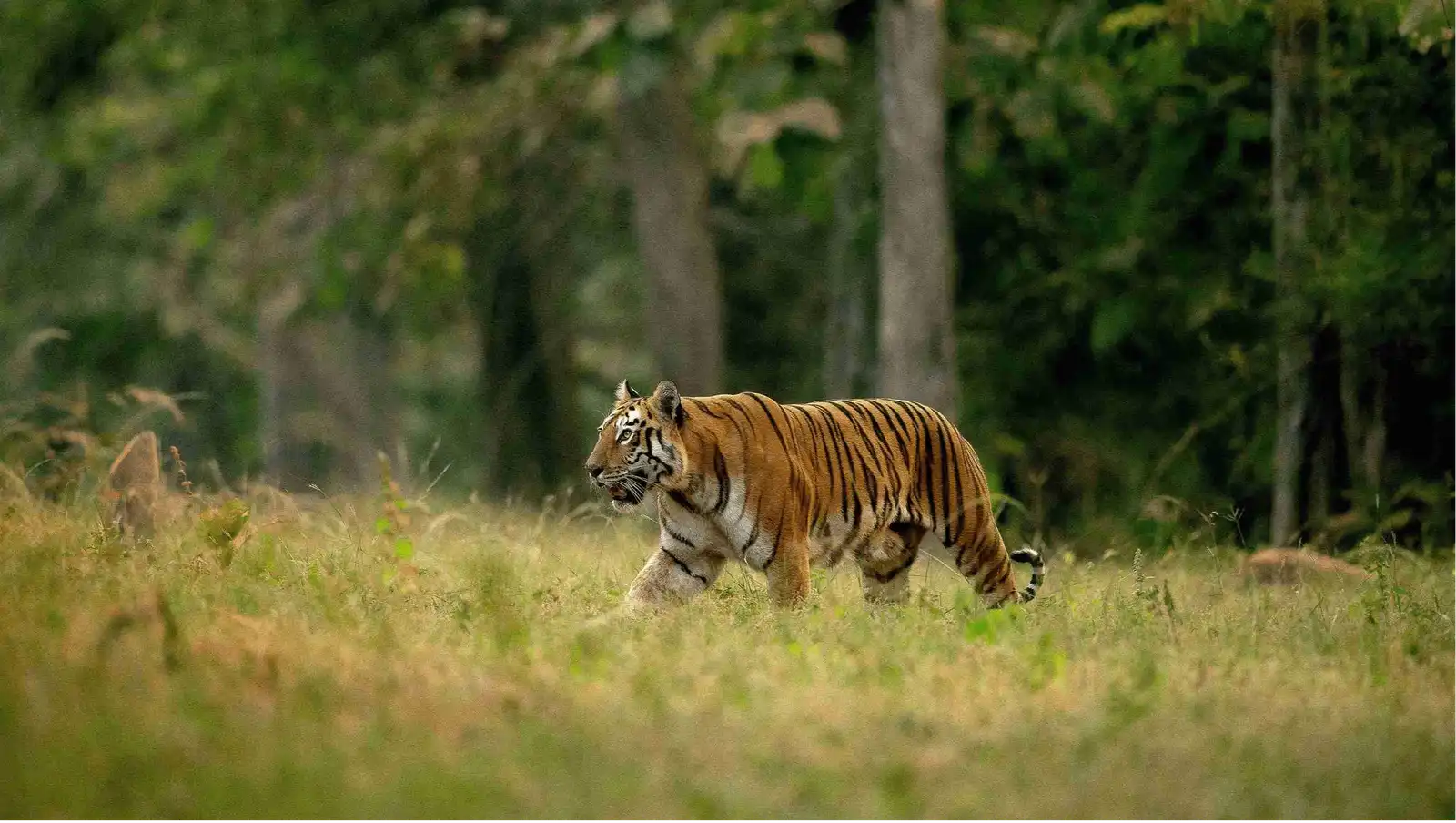 Tadoba-Andhari Tiger Reserve