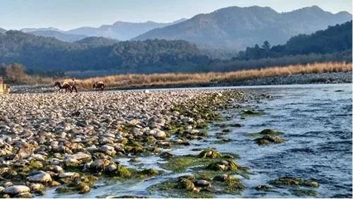Kosi River