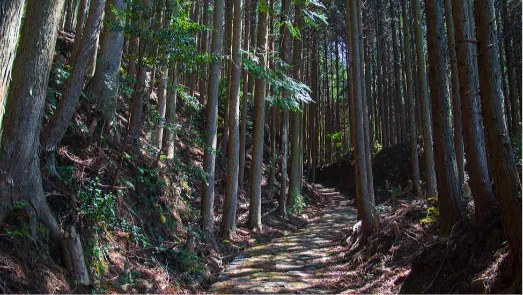 Serene Nature Walks