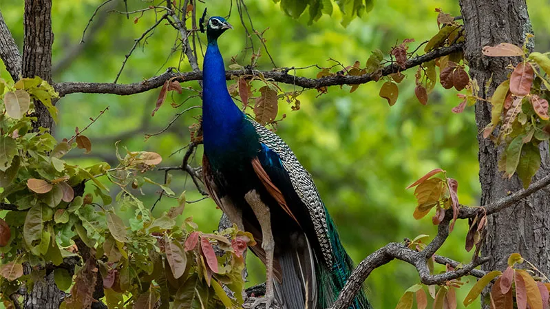 Bandhavgarh National Park