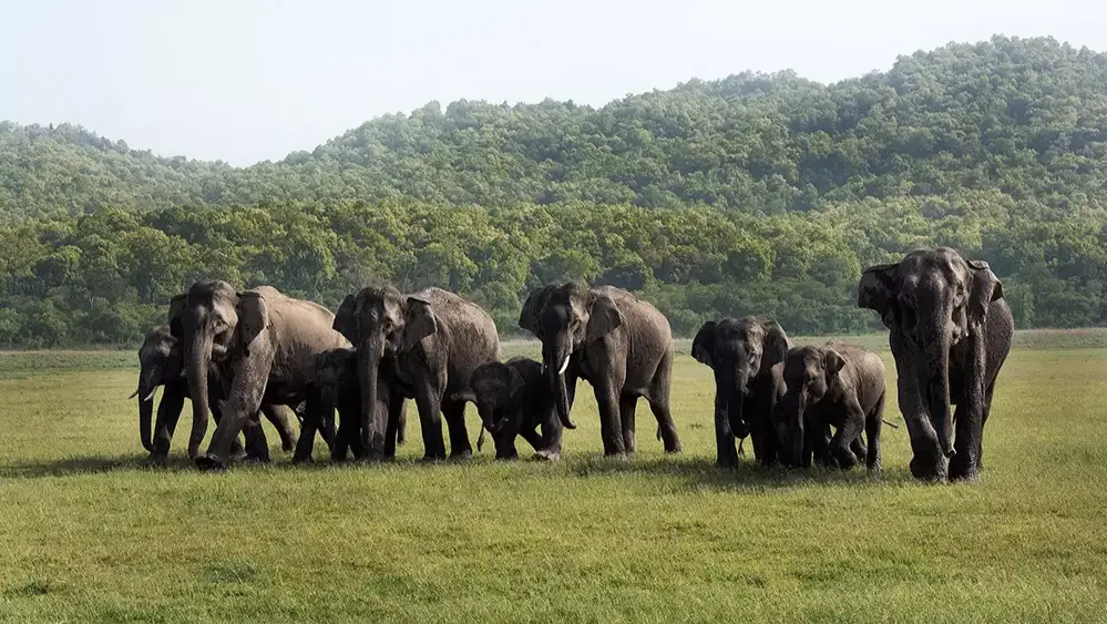 Dhela Safari Zone